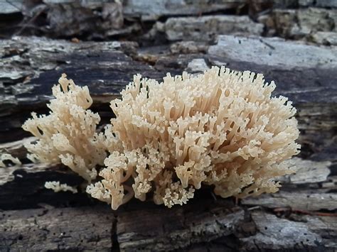 Crown Tipped Coral Fungus From Coconino Co Arizona USA On July 23