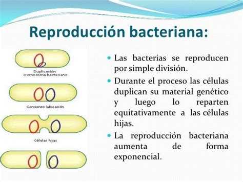 Descubre Cómo Reproducen Las Bacterias ¡¡resumen VÍdeos