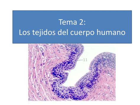 Ppt Tema Los Tejidos Del Cuerpo Humano Powerpoint Presentation