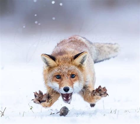 Red Fox Catching A Mouse In The Snow