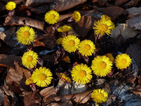 100+ kostnadsfria bilder med Tussilago och Natur - Pixabay