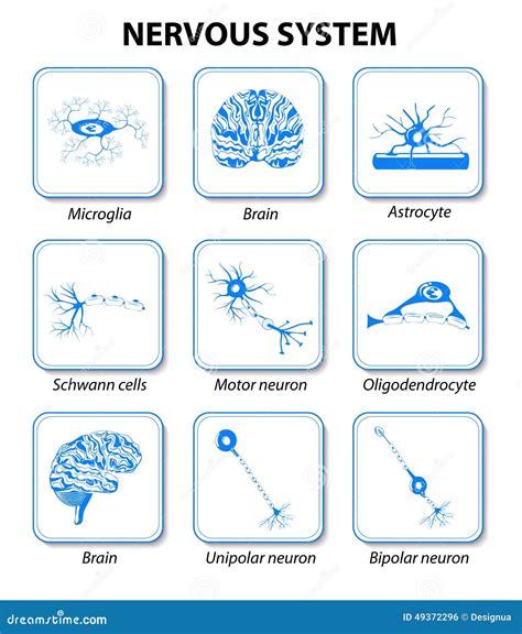 Nervous System Set Icons Stock Vector Image 49372296