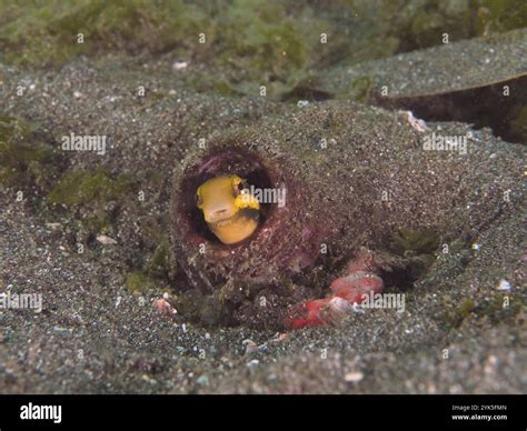 A striped mimicry blenny (Petroscirtes breviceps) hides in a bottle ...