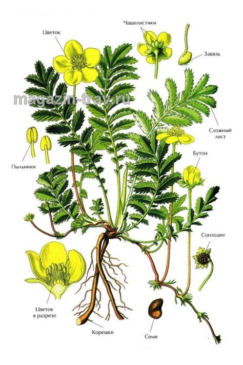 Магазин трав | ЛАПЧАТКА ГУСИНАЯ (Potentilla anserina)