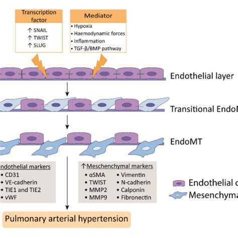 Endothelial To Mesenchymal Transition Endomt In Pah Endomt In Pah Is