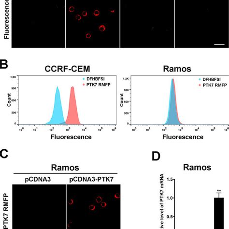 A Confocal Microscope Image Of PTK RMFP Treated CCRF CEM Cells And