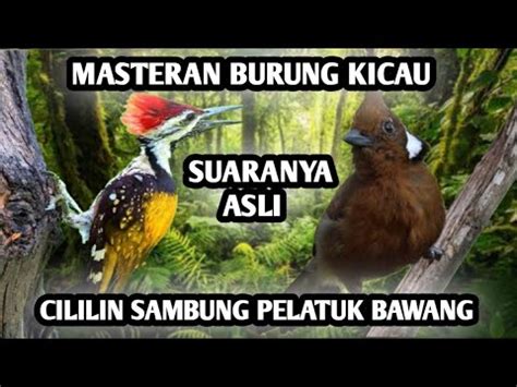 SUARA PELATUK BAWANG SAMBUNG CILILIN COCOK UNTUK MASTERAN SEMUA JENIS