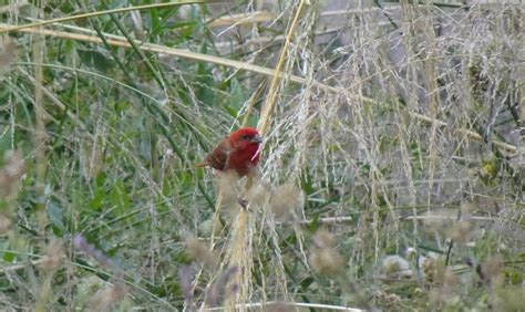 Pintassilgo Comum Macho Carpodacus Foto Gratuita No Pixabay Pixabay