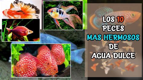 Estos Son Los 10 Peces Mas Hermosos De Agua Dulce 🐠 Acuarioslp Youtube