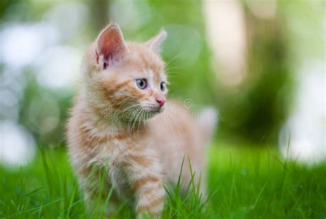 Albino kitten stock image. Image of plants, snout, white - 14704119