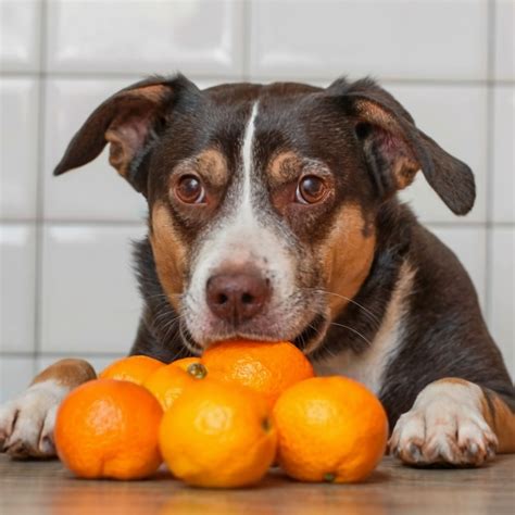 Can Dogs Eat Oranges What You Need To Know Usa Furry Friends