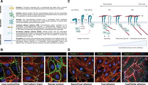 Integrin Dependent Cellmatrix Adhesion In Endothelial Health And