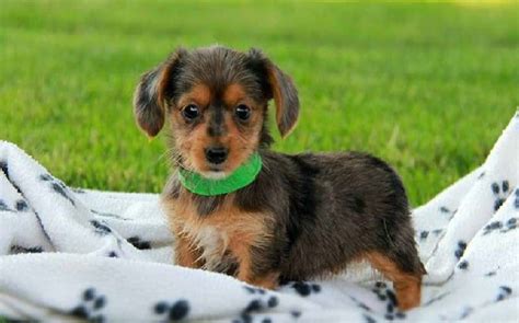 All About Dorkie Dog – Behavior, Trainability, Puppy, Price, Health, Facts