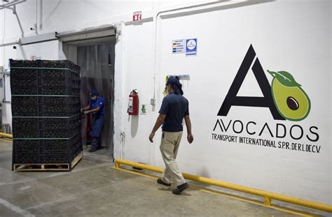 El Aguacate Rehén De La Violencia Narco Que Arrecia En Michoacán