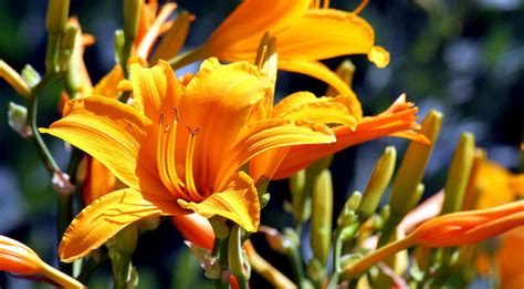 Los Cuidados del Hemerocallis Lirio de Día y Flor de Verano Mundo Jardín