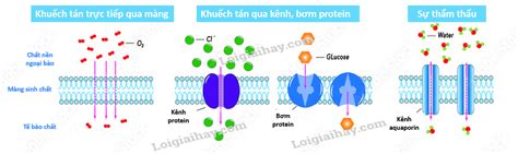 Khái niệm sự vận chuyển thụ động qua màng sinh chất