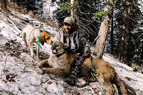 Colorado Mountain Lion Hunting