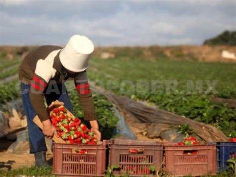 Crece Sector Agroalimentario