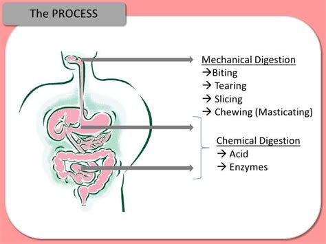 Digestion, Absorption and Enzymes