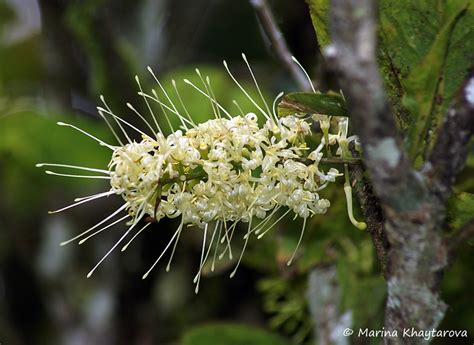 Trees Of Tropical Asia Helicia Petiolaris