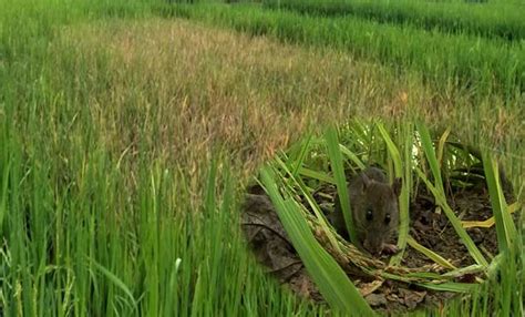 Cara Mengusir Tikus Pada Tanaman Padi Sawah