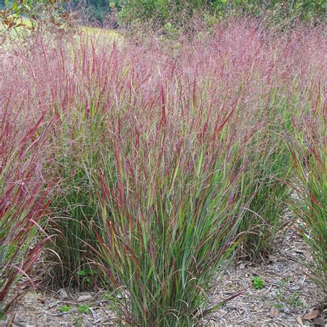 Shenandoah Red Switchgrass Panicum American Meadows