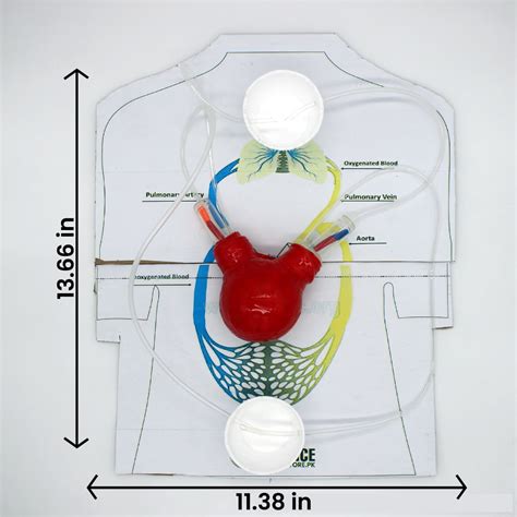 Circulatory System Model Project