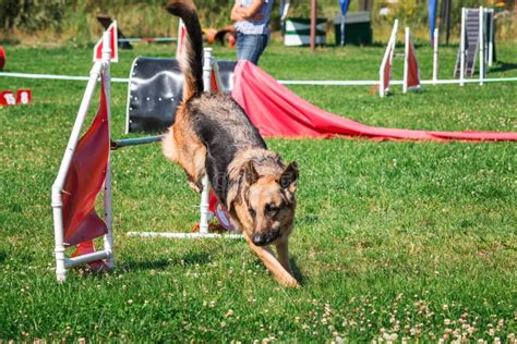 Dog in Agility Competition Set Up in Green Grassy Park Stock Photo - Image of outdoors ...