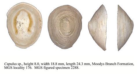 Gastropoda Surface Geology Environmental Geology Ms Deq Geology