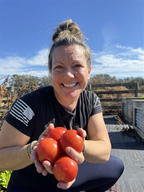 how to ripen greenhouse tomatoes 7