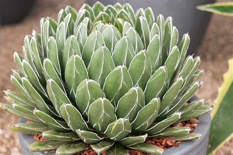 Agave Victoriae Reginae Agave Plants Plant Catalogs