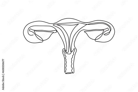 Modern Flat Line Female Reproductive System Vector Icon Uterus With