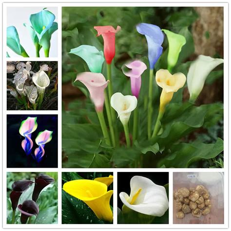 Aliexpress.com : Buy 2 bulbs true calla lily bulbs,calla bulbs,(not ...