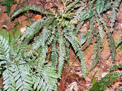 Days on the Claise: Ferns in the Rainforest