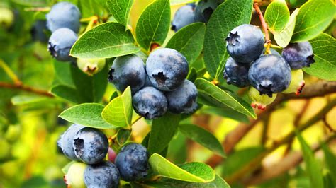 Mirtilo Como Plantar Essa Fruta Nutritiva Em Casa