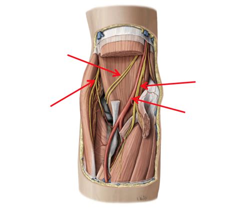 Vessels Of Cubital Fossa Diagram Quizlet