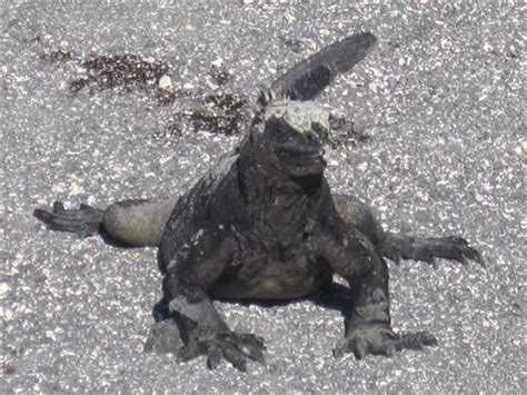 Marine iguana funny picture gallery | DAILY NEWS