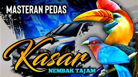 Masteran Kasaran Nembak Tajam Untuk Isian Murai Batu Dan Kacer