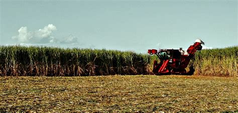 Brazils Sugarcane Industry Borgen