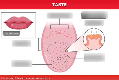 Papillae Diagram | Quizlet