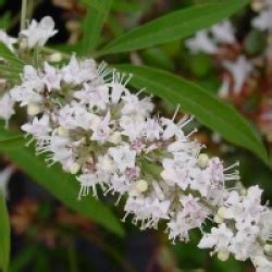 Arbre Au Poivre Blanc Vitex Agnus Castus Alba