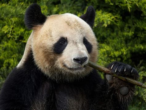 Putin Turns On The Pandas Russia Bans WWF Amid Civil Society Crackdown