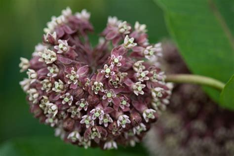 Free picture: flowering, plants, milkweed, flower, purple, bloom