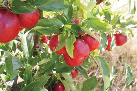 Apple Tree Fruit Production | Fruit Trees