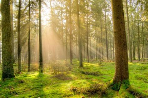 Cari Jawaban Kelas 4 SD Tema 4 Apa Yang Terjadi Jika Pohon Di Hutan