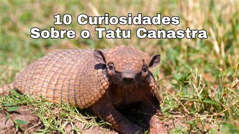 Curiosidade Sobre O Tatu - 10 Curiosidades incríveis sobre o Tatu Canastra - YouTube