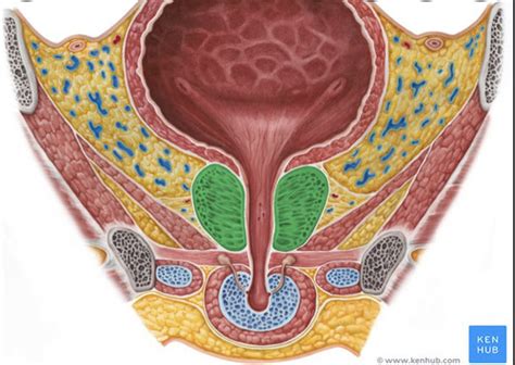 Pelvis And Perineum Flashcards Quizlet