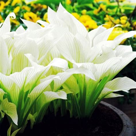 Hosta Funkia Sadzonka White Feather Szt A Cena Opinie