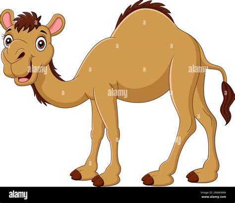 Cartoon Camel Isolated On White Background Stock Vector Image Art Alamy