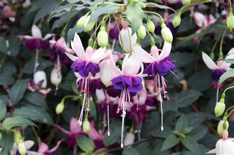 Fuchsias The Plant Care Guide